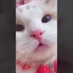 🤣#かわいい猫動画,🐶#癒し猫動画,😻cute pets,【171】#shorts