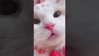 🤣#かわいい猫動画,🐶#癒し猫動画,😻cute pets,【171】#shorts