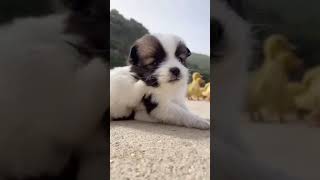 🤣#かわいい犬猫動画,🐶#癒し犬猫動画,😻cute pets,【178】#shorts