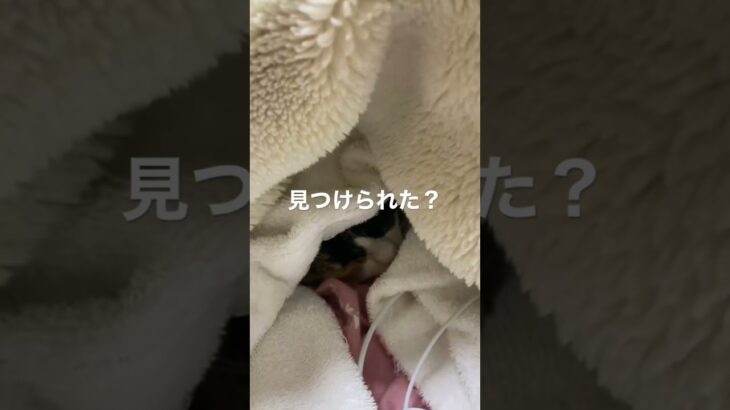 かくれんぼ？　#shorts #cat #猫 #かわいい #kawaii