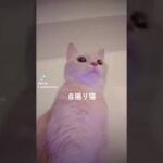 #猫かわいい #猫動画 【自撮り猫】ご飯を食べたのに足りなさそうで困ってしまう可愛い猫 #shorts がたまらん cute munchkin cat!