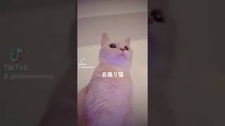 #猫かわいい #猫動画 【自撮り猫】ご飯を食べたのに足りなさそうで困ってしまう可愛い猫 #shorts がたまらん cute munchkin cat!