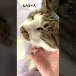 とんちゃん　#猫#猫動画#癒し#とんちゃん
