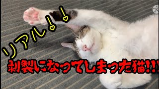 剥製になってしまった猫