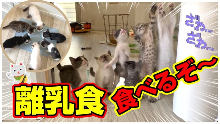 「ゲートオープン！」離乳食を食べた後の子猫に癒されています★〈保護猫生活〉