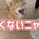 【子猫】眠いのに遊びたいマンチカンが可愛すぎる