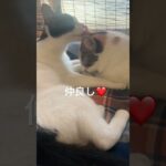 【癒し動画】仲良し猫おはぎとおしな。