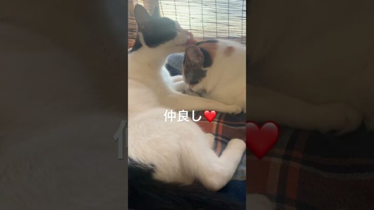 【癒し動画】仲良し猫おはぎとおしな。