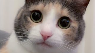 猫じゃらしであそぶねこ。