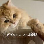 ［癒し］地球グミが気になる猫ともふもふしゃっくり猫［猫動画］