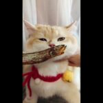 【面白い猫】世界でバズッたかわいい、ハプニング猫の動画集！