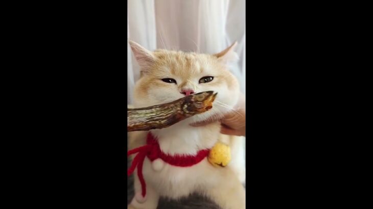 【面白い猫】世界でバズッたかわいい、ハプニング猫の動画集！