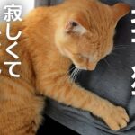 子猫が降ろしも何度も何度も乗ってくる