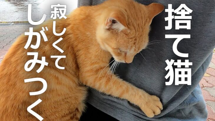 子猫が降ろしも何度も何度も乗ってくる