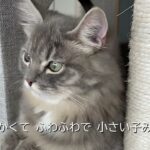 生後６か月のサイベリアンの子猫がのんびり過ごす姿が可愛い