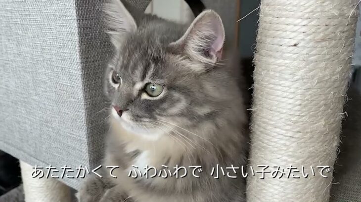 生後６か月のサイベリアンの子猫がのんびり過ごす姿が可愛い