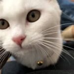 10日ぶりに帰宅すると子猫がとってもお利口さんになっていました【保護猫、捨て猫、野良猫】