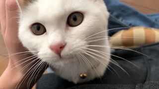 10日ぶりに帰宅すると子猫がとってもお利口さんになっていました【保護猫、捨て猫、野良猫】