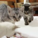 【近所で保護した猫の親子】2匹の子猫を譲渡しました。