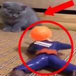 【2021　猫】おもちゃに追われる猫?!動物たちのハプニング、面白まとめ#4!