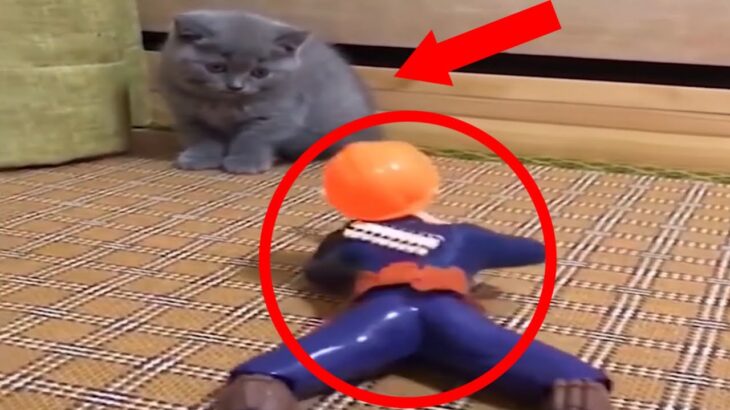 【2021　猫】おもちゃに追われる猫?!動物たちのハプニング、面白まとめ#4!