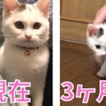 水路で保護した子猫は3ヵ月が経ってこんなにも大きくなりました。【保護猫、捨て猫、野良猫】