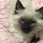 3 Ragdoll cats Relaxing Live Streaming 😸【生ライブ】3ラグドール猫癒しまったりライブ配信中😽 3 Ragdoll gatos