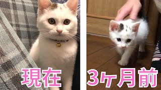 水路で保護した子猫は3ヵ月が経ってこんなにも大きくなりました。【保護猫、捨て猫、野良猫】