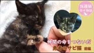 保護した子猫をきっかけに野良猫を避妊・去勢 子猫は里親探し 勇者のサビ猫≪前編≫ナレーション付【保護猫幸せ物語】#38 Foster cat`s happy story