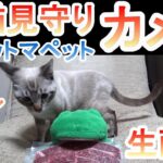 【カメラ生配信】重大発表があります！パペットマペット家の子猫（生後約7か月）の成長記録！うしくんカエルくんと大きさを比較してみたり。子猫見守りカメラ生配信🐮🐸🐱🐱【LIVE】