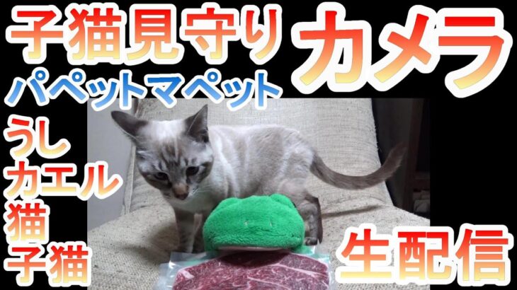 【カメラ生配信】重大発表があります！パペットマペット家の子猫（生後約7か月）の成長記録！うしくんカエルくんと大きさを比較してみたり。子猫見守りカメラ生配信🐮🐸🐱🐱【LIVE】