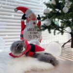 猫のモラン初めてのクリスマスでハプニング/Cat Moran Happening at Christmas for the first time.