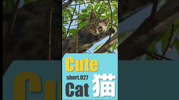 Cat027 #猫 #子猫 #おもしろい #cat #kitten #cute #tiny #funny #Shorts