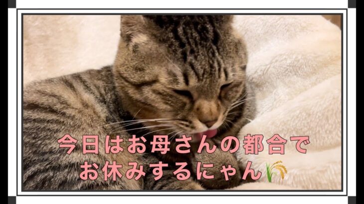 かわいい猫ふみふみから寝る猫♡今日のながらダイエットはお休みします。Cute cat Fumi Fumi♡