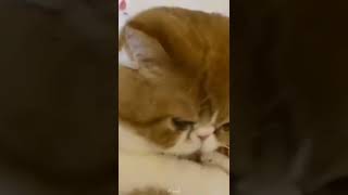 Funny Cat |「猫かわいい」 すごくかわいい子猫 – 最も面白い猫の映画 #142