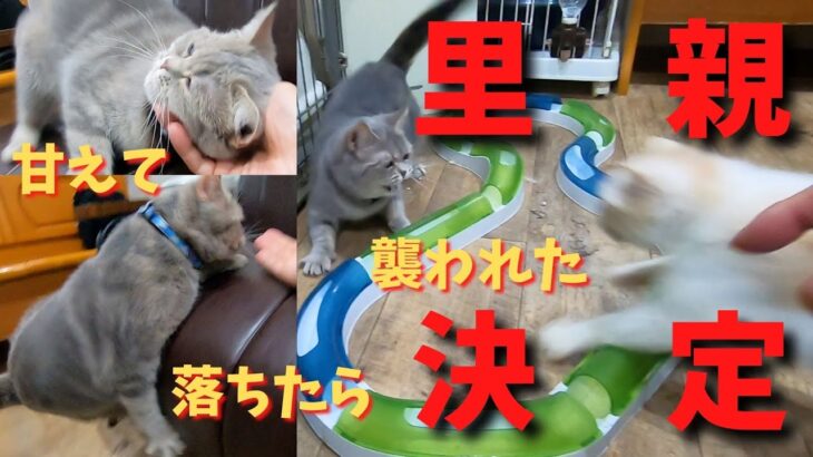 マンチカンの甘えん坊はハプニングで喧嘩も里親決定（保護猫カフェ猫の木）十三駅Munchkin’s sweetheart happening