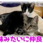 ND365【子猫】威嚇の応酬の合流から姉妹みたいに仲良しになった２にゃん。【保護猫】