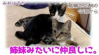 ND365【子猫】威嚇の応酬の合流から姉妹みたいに仲良しになった２にゃん。【保護猫】