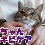 【癒し猫あいちゃんを癒しの音楽とともに～】No.144 あいちゃんの顎ニキビのケア。猫用シャンプーとぬるま湯で、拭いてあげました。