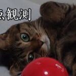 【癒し猫あいちゃんを癒しの音楽とともに～】No.145 あいちゃんの定点観測。