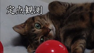 【癒し猫あいちゃんを癒しの音楽とともに～】No.145 あいちゃんの定点観測。