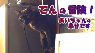 【癒し猫あいちゃんを癒しの音楽とともに～】No.146 てんの冒険。あいちゃんの弟分である、てんを追いました。