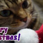 【癒し猫あいちゃんを癒しの音楽とともに～】No.154 あいちゃんのクリスマス、でも、失敗しました・・。