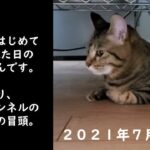 【癒し猫あいちゃんを癒しの音楽とともに～】No.159　今年のあいちゃんをふりかえります。いろんなあいちゃんをお楽しみください。