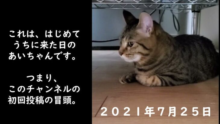 【癒し猫あいちゃんを癒しの音楽とともに～】No.159　今年のあいちゃんをふりかえります。いろんなあいちゃんをお楽しみください。