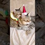 今日も仲良しふたご猫🐱 #クリスマス #Shorts #猫おもしろ動画 #猫癒し動画 #猫おもしろ動画集 #猫のパンちゃん