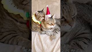 今日も仲良しふたご猫🐱 #クリスマス #Shorts #猫おもしろ動画 #猫癒し動画 #猫おもしろ動画集 #猫のパンちゃん