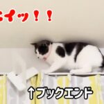 エアコンの上に登る猫VS飼い主Part6