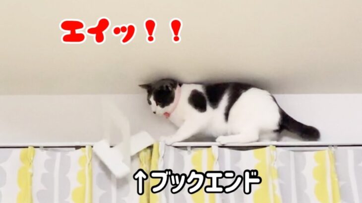 エアコンの上に登る猫VS飼い主Part6