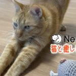 【保護猫カフェ動画】猫と癒し音楽Vol.3　睡眠用BGM音小さめ